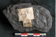 Foto (Detailansicht) von Camptopteris haastii Ettingshausen (NHMW-GEO-2024-0188-10297a)